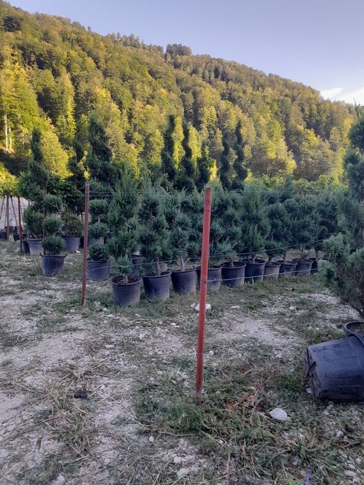 Tuia,mesteacăn,tei,arțar,