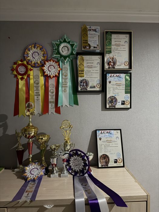 Продается Бигль.