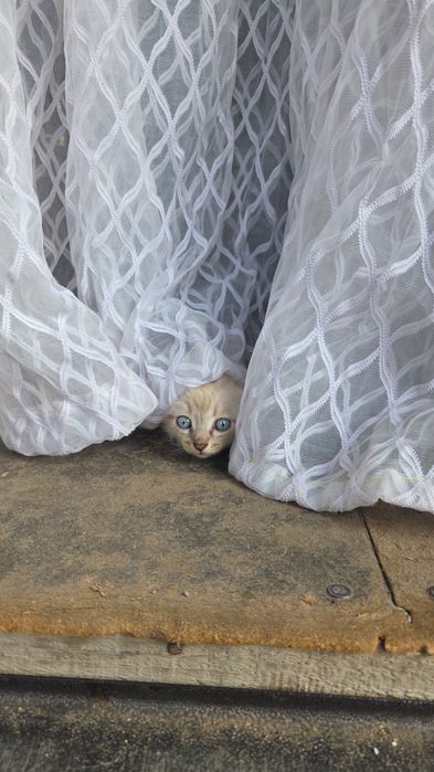 Котята даром веслоухие