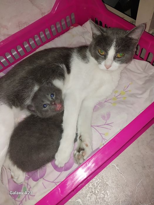 Отдам котенка в добрые руки