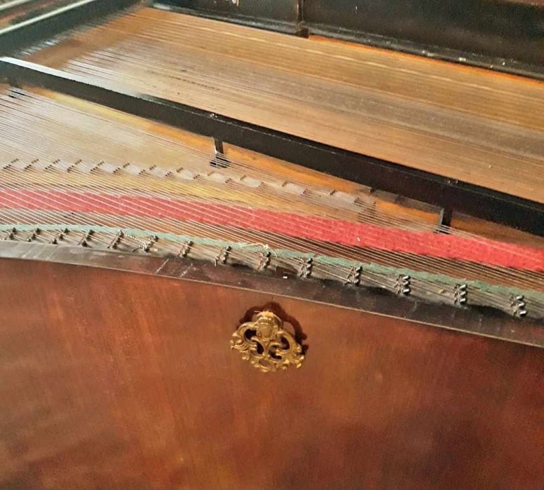 Pian vienez Emrich Betsy cu coada lunga