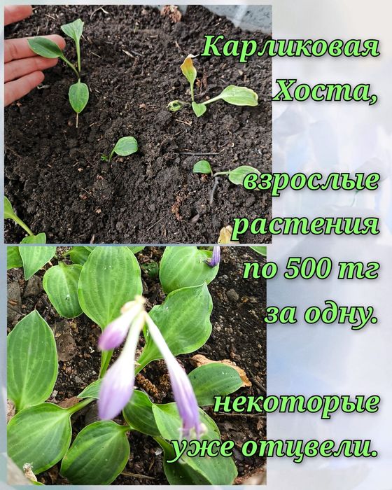 Цветочки и саженцы