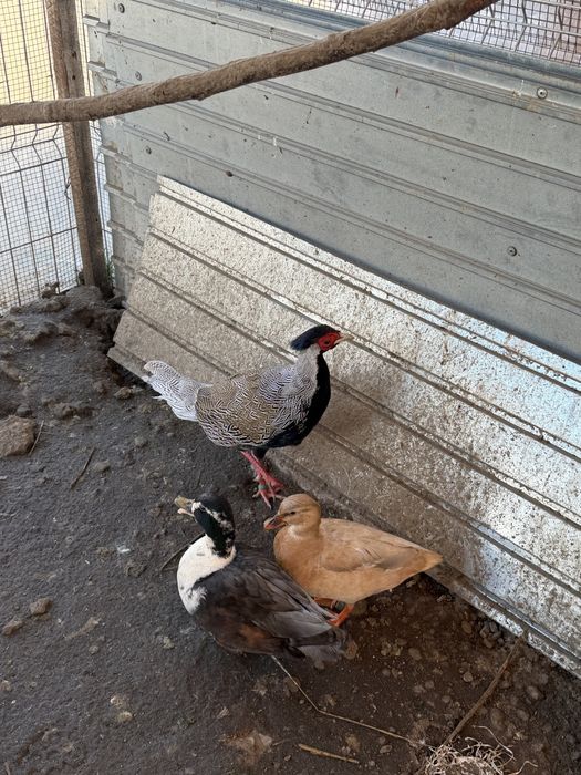 Vand fazan argintiu 2 ani