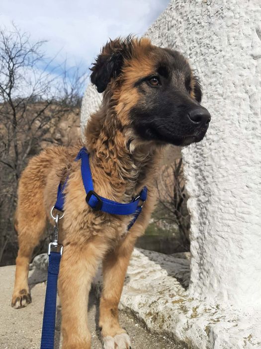 Мъжко кученце на 4-5 месеца търси спешно дом!