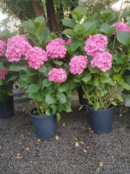 Hortensie Tufa De Gradina