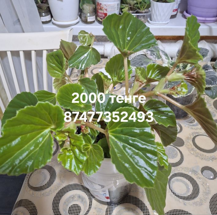 Продам   Бегонию