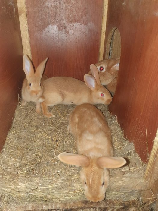 Породистые кролики