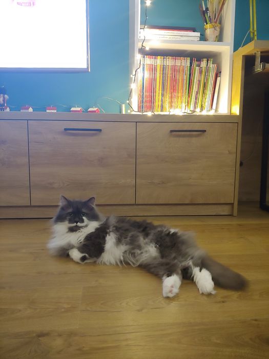 Подарявам котка