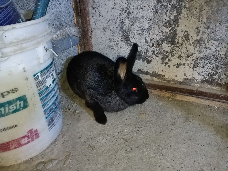 Үй қояны сатылады