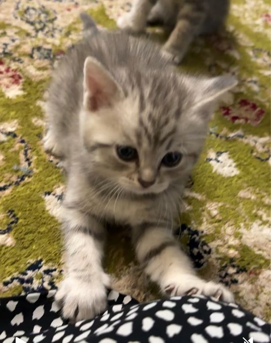 Британские котята