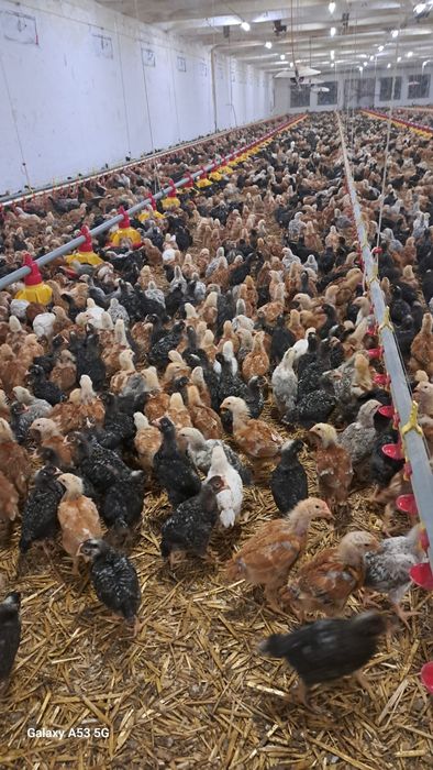 Vând pui mixti și de carne