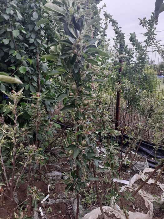 pomi fructiferi la balot intrati pe rod