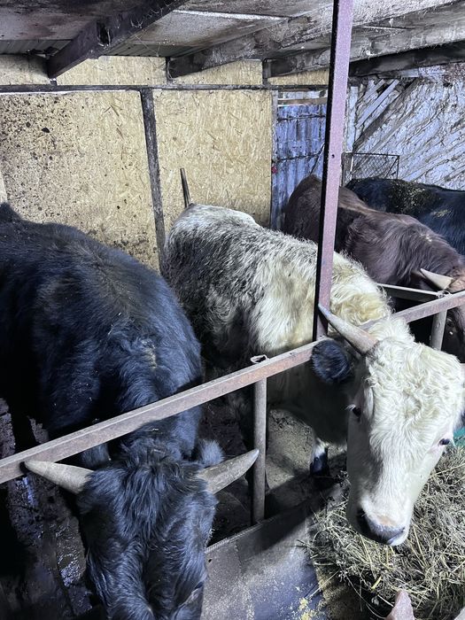 Продаются быки