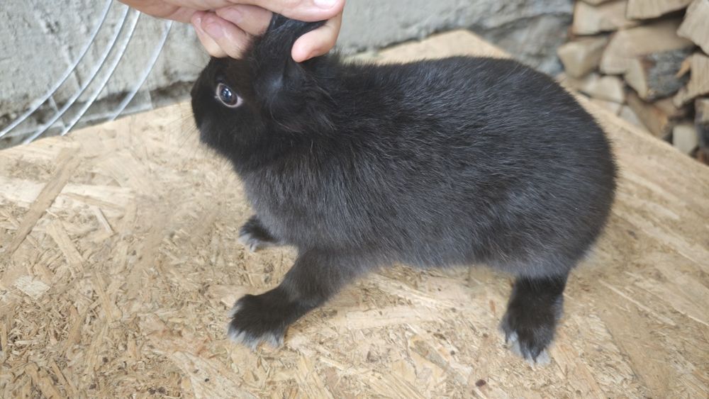 Iepuri pitici /rasa mica