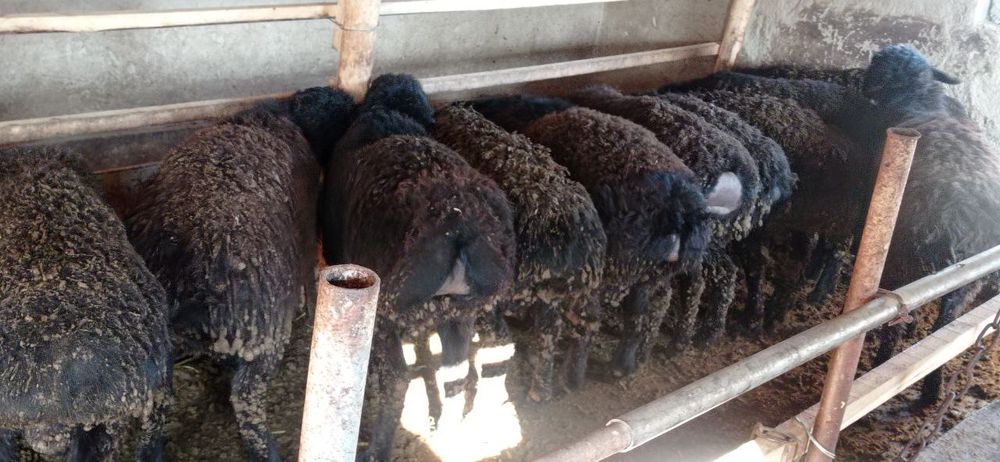 Jaydari Qoylar 22 ta