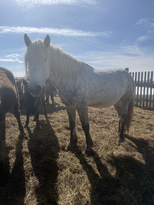 Продам жеребец на племя