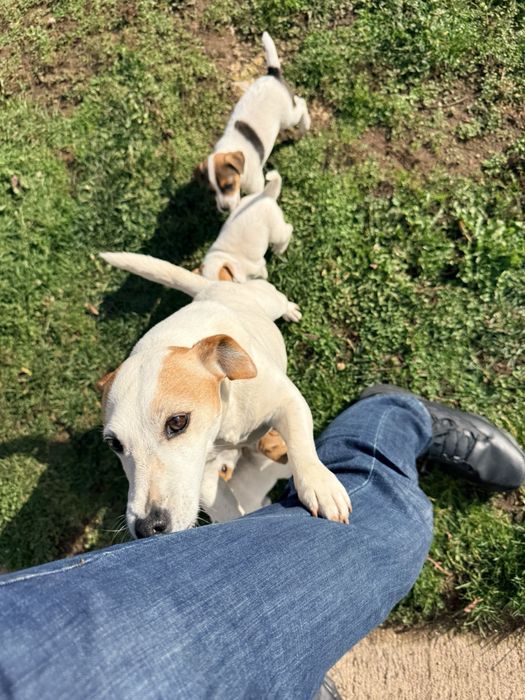 Малки джак ръселчета