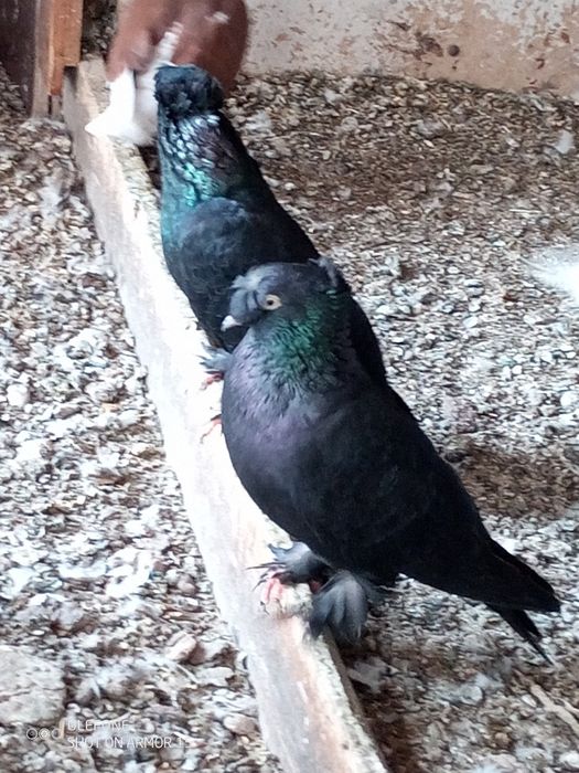 Черни двукачулни мардини