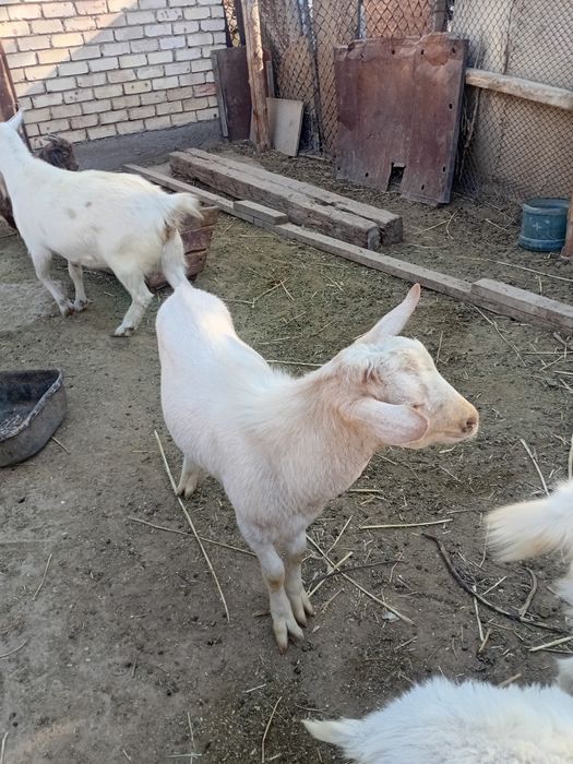 Теке сатылады занен