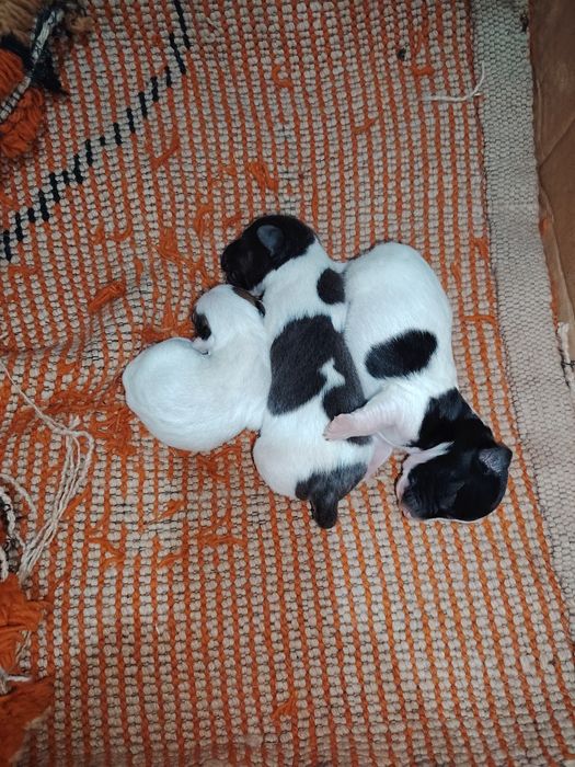 Кученца джак ръсел териер