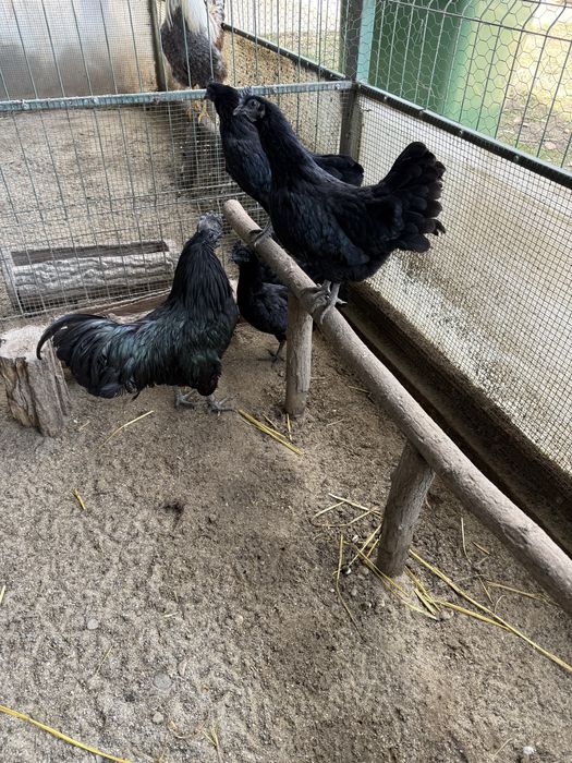 Oua de la 8 lei pentru  incubat si incubatoare pui automate!