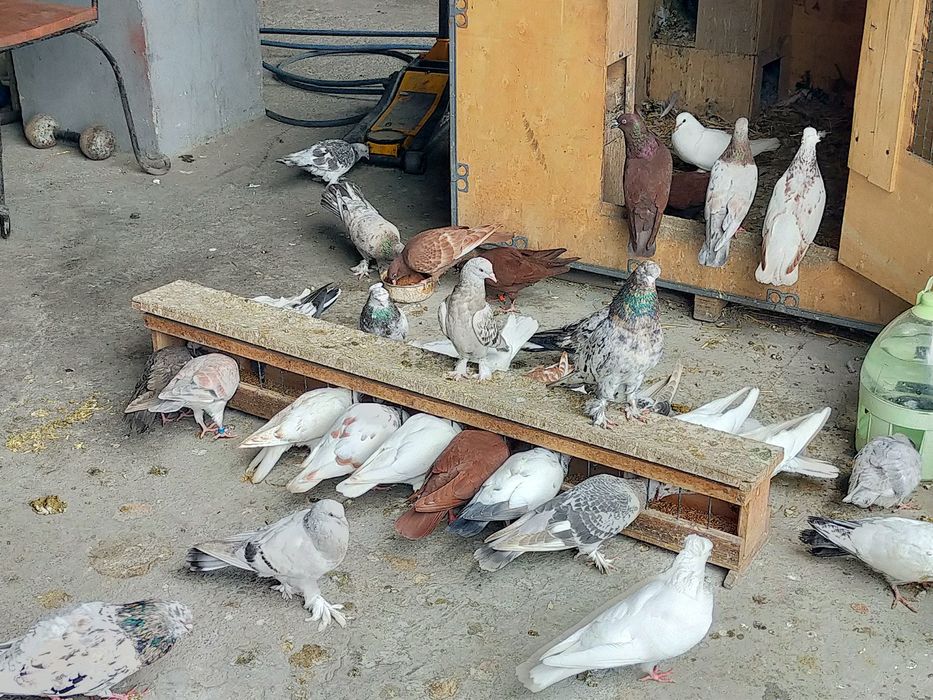 Продаются высоколётные голуби