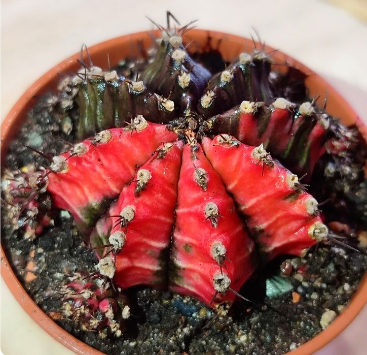 Вариегатные Кактусы