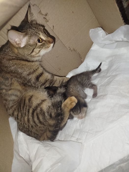 Отдаём в добрые и заботливые руки!