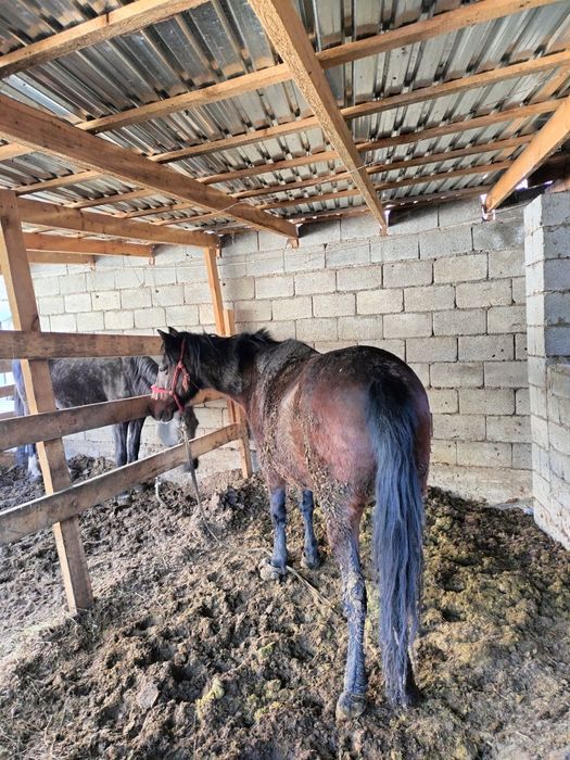 Биелер 3 2 буаз 1 бордакы 1 тай