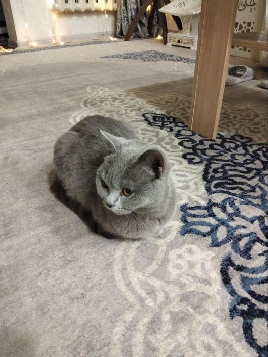 Вязка, кошка порода британская короткошерстка