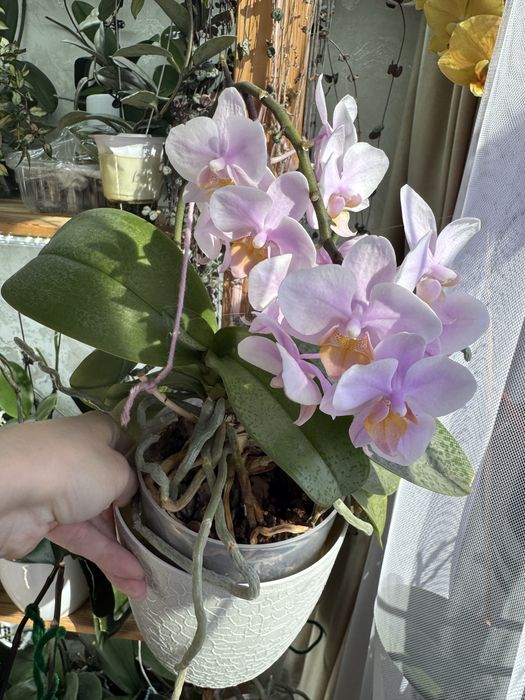 Продам орхидею(фалинопсис)