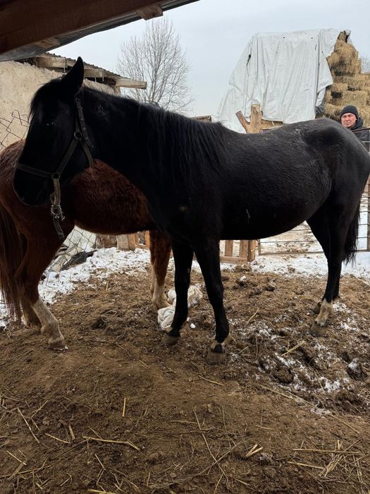 Бие кобыла байтал