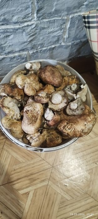 Волуи грибы продам