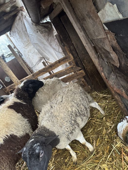 Vand oi dorper gestanta