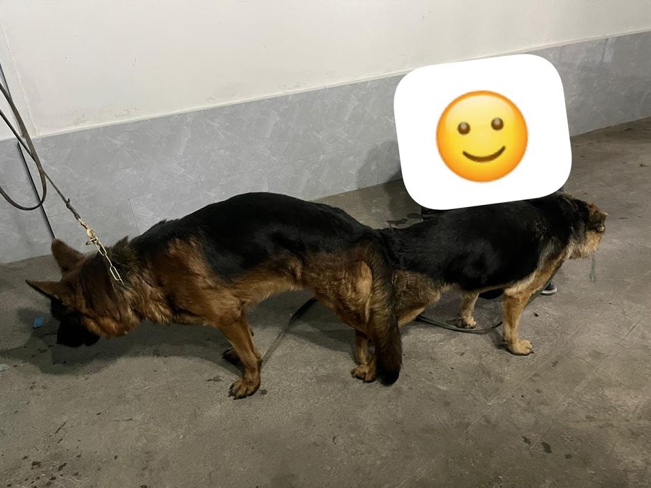 Продаётся овчарки