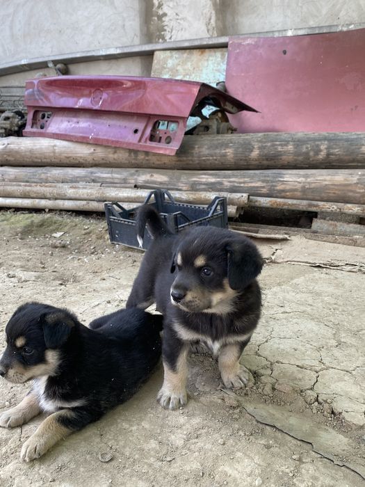 Продам щенка звонок