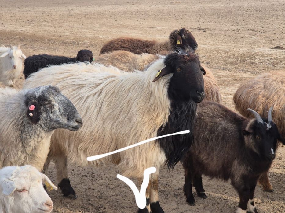 Қошқар сатылады.