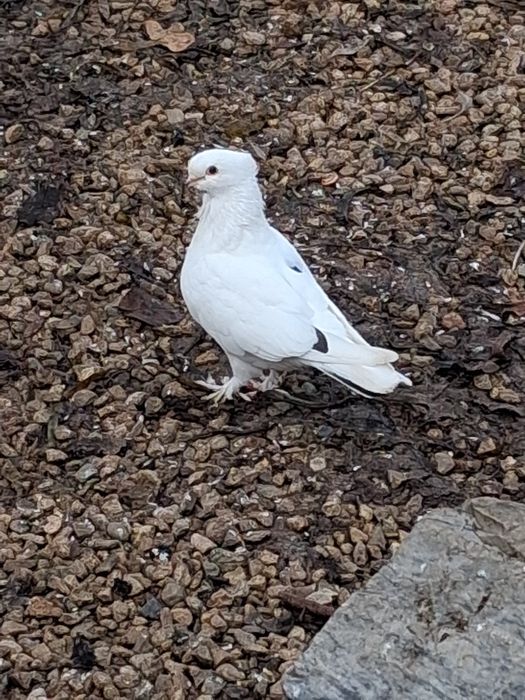 Porumbei kingosatinet