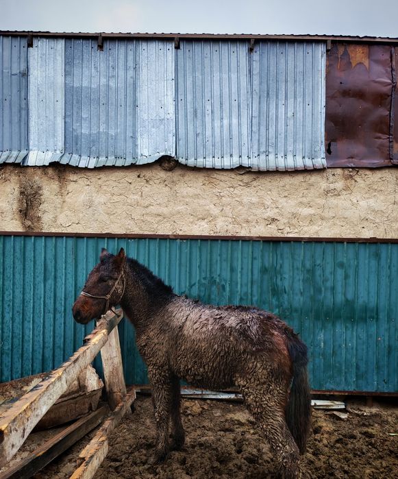 Тай сатылады Бағылған 1.5ай