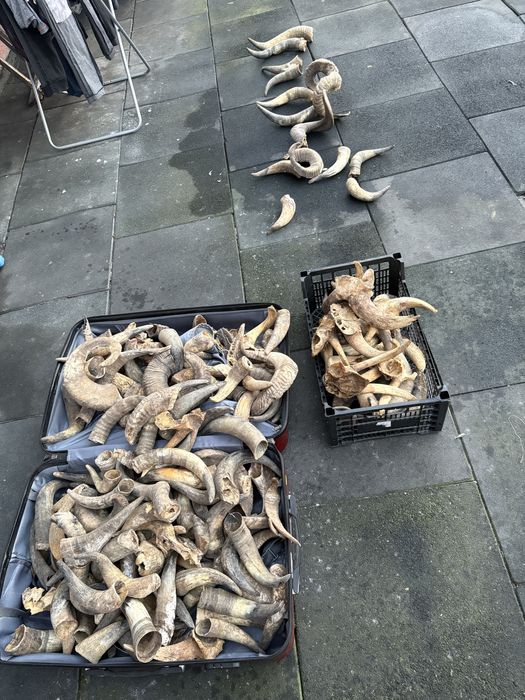 Vand coarne decorstive mostenite bunici pt traditii sau alte spectacol