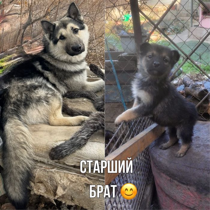 Шенки маламут с овчаркой