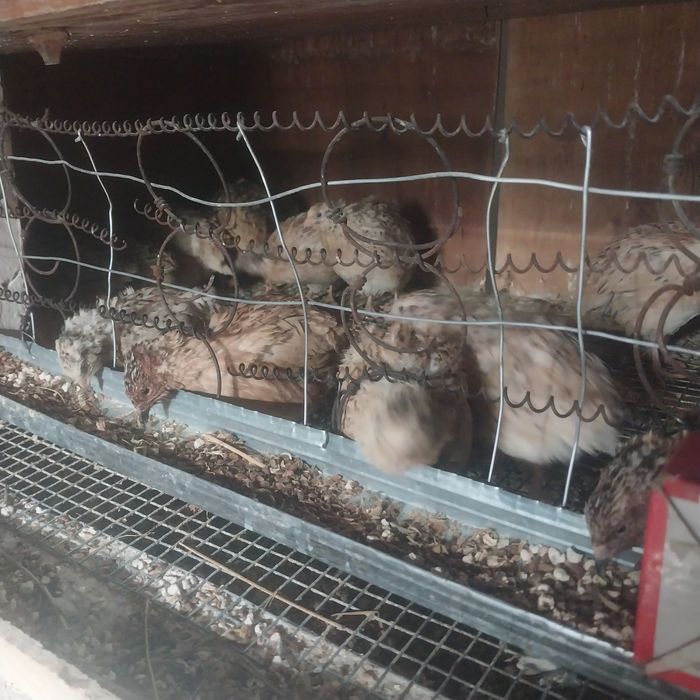 Бөдене сатылады жұмыртқа туып тұр.