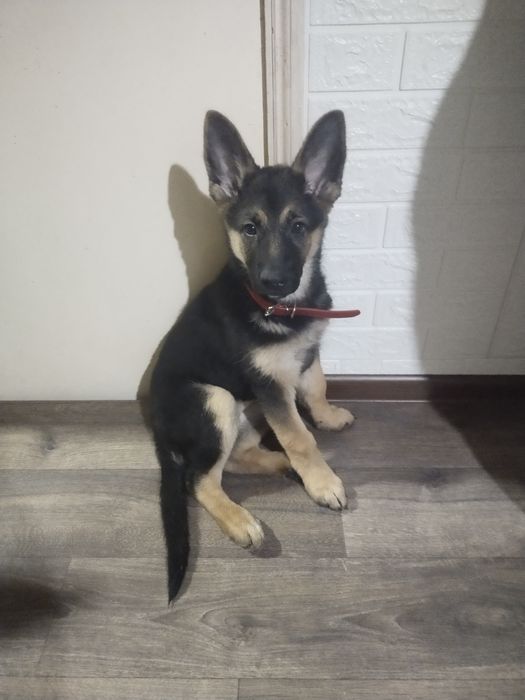 Немецкая овчарка девочка