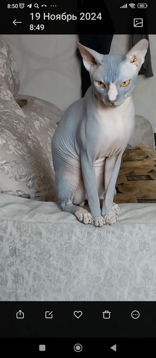 Кот канадский сфинкс