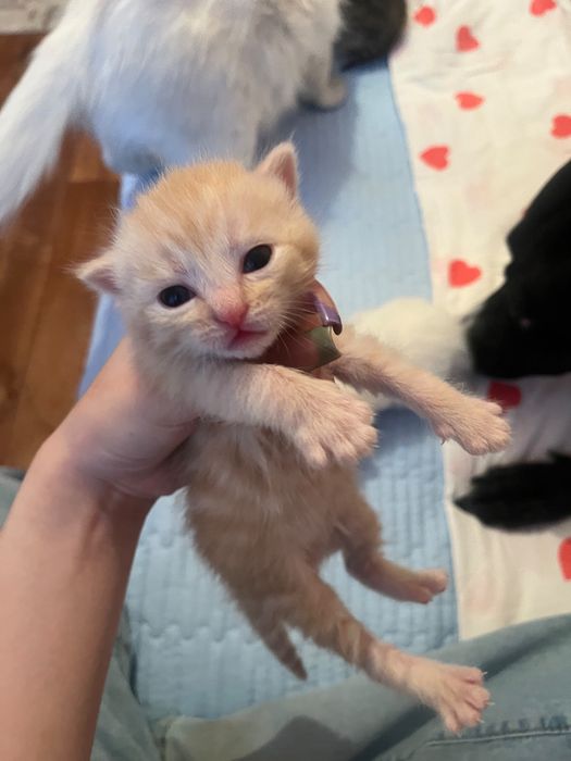 Котята мальчики