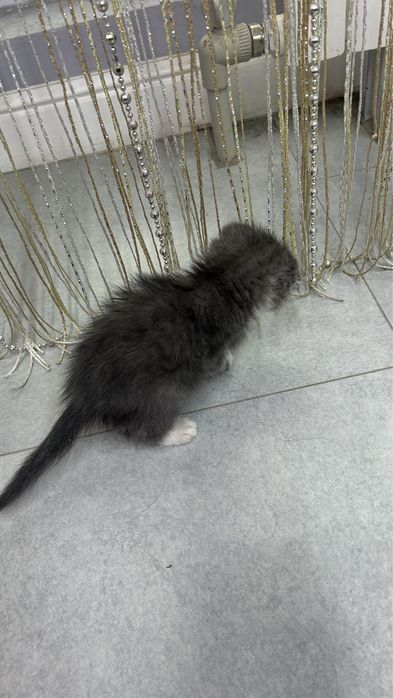 Мысык 3к 3-5апта