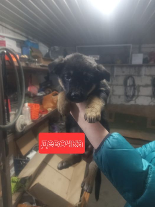 Щенки в добрые руки