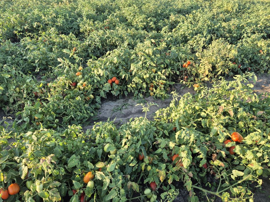 Vând 20 de tone de usturoi românesc și rosie prunisoara cantități mari