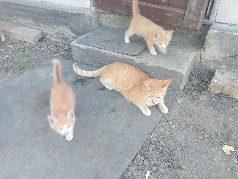 Котята бесплатно