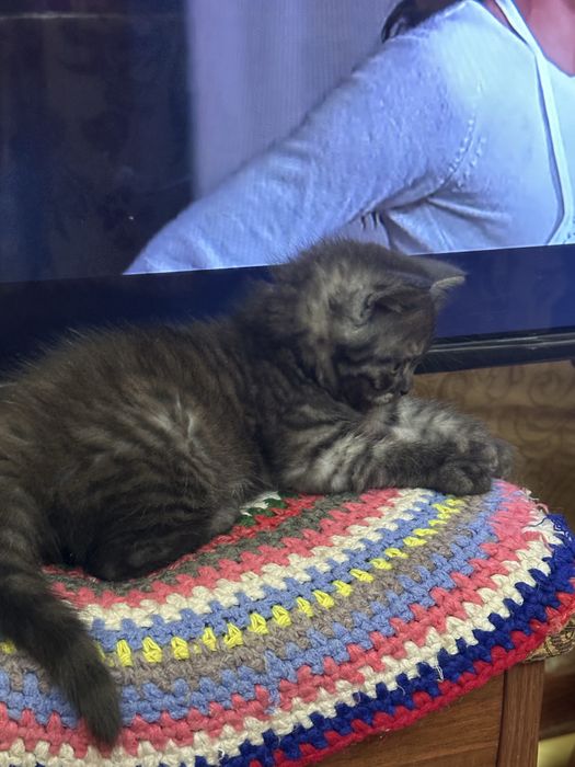 Ласковые умные милые котята